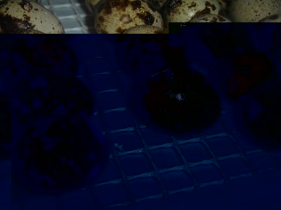 1sDSC01788.jpg (138.05 KiB) Osservato 1603 volte 1sDSC01788.jpg