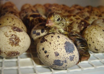 1sDSC01797.jpg (131.18 KiB) Osservato 1603 volte 1sDSC01797.jpg