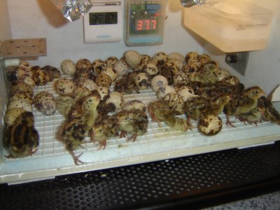 1sDSC01828.jpg (150.71 KiB) Osservato 1603 volte 1sDSC01828.jpg