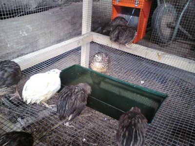 sDSC00484.jpg (389.54 KiB) Osservato 744 volte sDSC00484.jpg