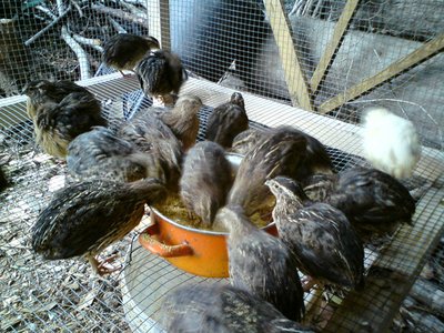 sDSC00486.jpg (306.35 KiB) Osservato 744 volte sDSC00486.jpg