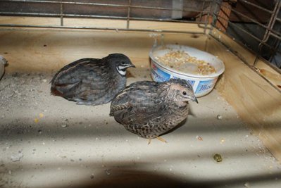 DSC00019_736x492.jpg (48.23 KiB) Osservato 901 volte DSC00019_736x492.jpg