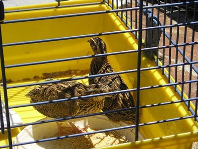 P1010121.JPG (83.47 KiB) Osservato 1012 volte P1010121.JPG