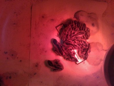 quagliette.jpg (164.39 KiB) Osservato 792 volte quagliette.jpg