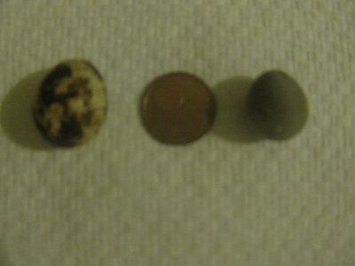 uova quaglia 001.jpg (107.7 KiB) Osservato 1658 volte uova quaglia 001.jpg