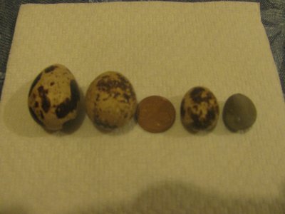 uova quaglia 002.jpg (114.56 KiB) Osservato 1658 volte uova quaglia 002.jpg