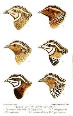 differenza .jpg (52.82 KiB) Osservato 1012 volte differenza .jpg