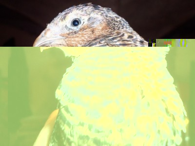 nqsbux.jpg (96.61 KiB) Osservato 1101 volte nqsbux.jpg