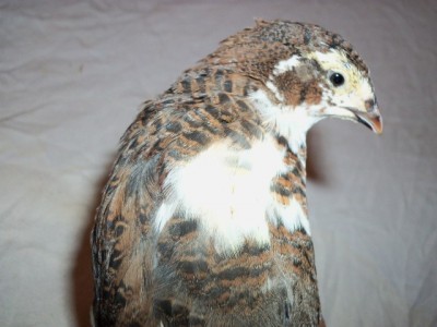 rv9a4o.jpg (97.6 KiB) Osservato 1101 volte rv9a4o.jpg