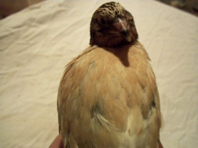 2cxtikw.jpg (77.68 KiB) Osservato 1101 volte 2cxtikw.jpg