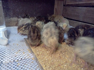 2.jpg (113.08 KiB) Osservato 2099 volte 2.jpg