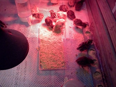 1.jpg (155.86 KiB) Osservato 2099 volte 1.jpg