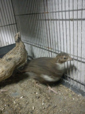 IMG_20140313_191538.jpg (64.13 KiB) Osservato 542 volte IMG_20140313_191538.jpg