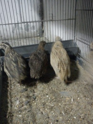 IMG_20140313_191601.jpg (64.88 KiB) Osservato 542 volte IMG_20140313_191601.jpg