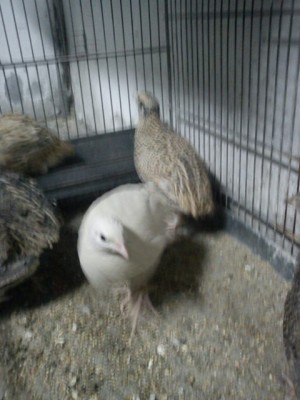 IMG_20140313_191628.jpg (56.64 KiB) Osservato 542 volte IMG_20140313_191628.jpg