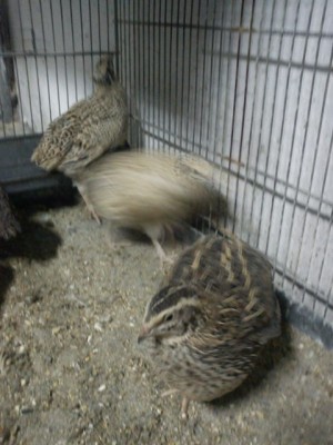 IMG_20140313_191642.jpg (61.55 KiB) Osservato 542 volte IMG_20140313_191642.jpg