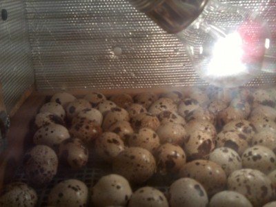 HPIM0096.JPG (156.88 KiB) Osservato 2084 volte HPIM0096.JPG