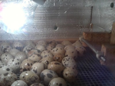 HPIM0097.JPG (155.45 KiB) Osservato 2084 volte HPIM0097.JPG