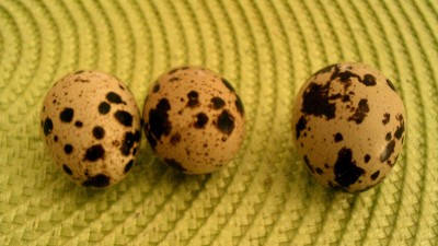 uova.jpg (175.89 KiB) Osservato 945 volte uova.jpg