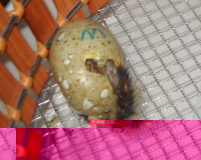 Ecco Yogurt 2 in fase di schiusa / Copia di maggio2014 011.jpg Copia di maggio2014 011.jpg