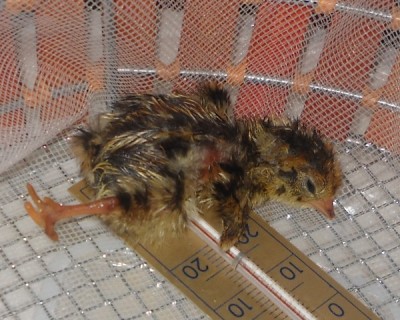 Ecco Yogurt 1 / maggio2014 011.jpg maggio2014 011.jpg