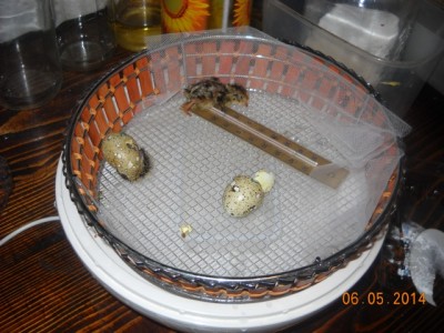 Eccoli con "mamma yogurtiera" / maggio2014 012.jpg maggio2014 012.jpg