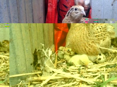 IMG_52171445642522.jpeg (63.47 KiB) Osservato 823 volte IMG_52171445642522.jpeg