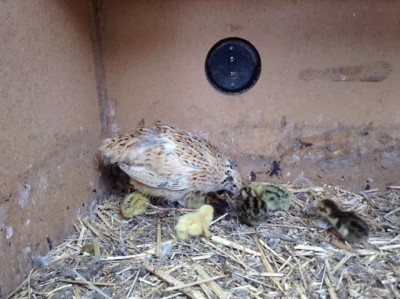 IMG_52181364248368.jpeg (62.43 KiB) Osservato 823 volte IMG_52181364248368.jpeg