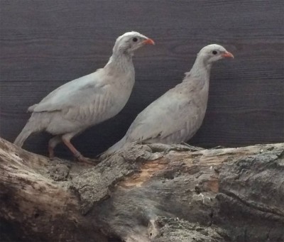 pernici.redd.silver.jpg (266.76 KiB) Osservato 645 volte pernici.redd.silver.jpg