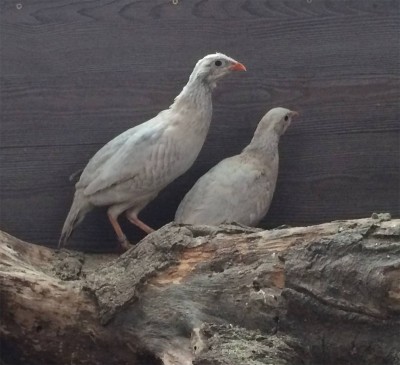 pernici.red.silver.jpg (284.86 KiB) Osservato 645 volte pernici.red.silver.jpg