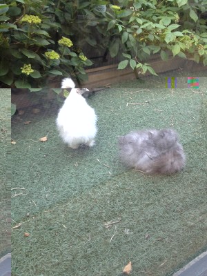 Due.jpg (245.79 KiB) Osservato 678 volte Due.jpg