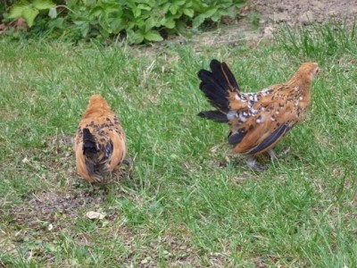 010 (800x600) (640x480).jpg (292.9 KiB) Osservato 756 volte 010 (800x600) (640x480).jpg