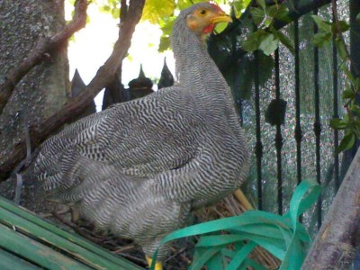 050120071507_800x600.jpg (92.98 KiB) Osservato 907 volte 050120071507_800x600.jpg