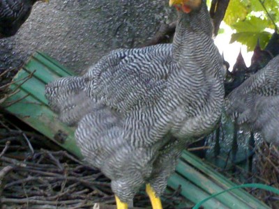 050120071506_800x600.jpg (86.92 KiB) Osservato 859 volte 050120071506_800x600.jpg