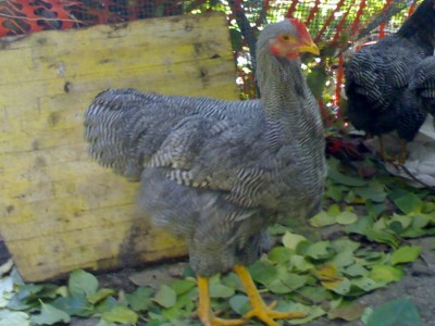 300120071607_800x600.jpg (73.92 KiB) Osservato 907 volte 300120071607_800x600.jpg