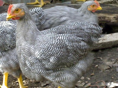 050120071494_800x600.jpg (93.4 KiB) Osservato 907 volte 050120071494_800x600.jpg