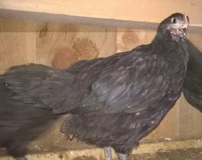 WP_20160609_12_40_20_Pro.jpg (78.46 KiB) Osservato 913 volte WP_20160609_12_40_20_Pro.jpg