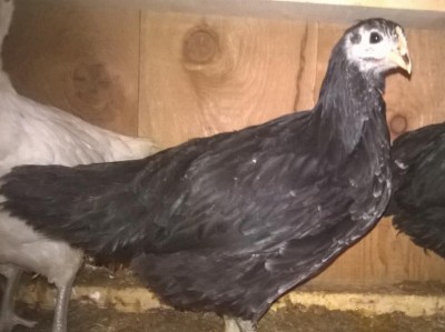 WP_20160609_12_40_49_Pro.jpg (70.43 KiB) Osservato 913 volte WP_20160609_12_40_49_Pro.jpg