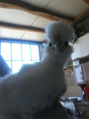 IMG-20160718-WA0001.jpg (48.9 KiB) Osservato 729 volte IMG-20160718-WA0001.jpg