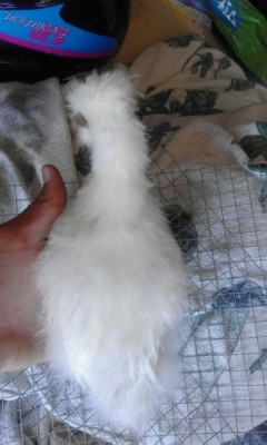 IMG-20160718-WA0002.jpg (71.47 KiB) Osservato 729 volte IMG-20160718-WA0002.jpg