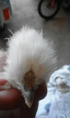 IMG-20160718-WA0003.jpg (44.07 KiB) Osservato 729 volte IMG-20160718-WA0003.jpg