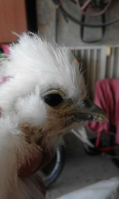 IMG-20160718-WA0005.jpg (47.97 KiB) Osservato 729 volte IMG-20160718-WA0005.jpg