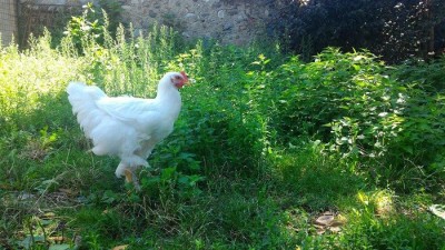 13978228_645354288962999_377022181_o - Copia.jpg (191.57 KiB) Osservato 821 volte 13978228_645354288962999_377022181_o - Copia.jpg