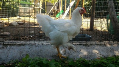 14001702_645354318962996_446205018_o.jpg (166.44 KiB) Osservato 821 volte 14001702_645354318962996_446205018_o.jpg