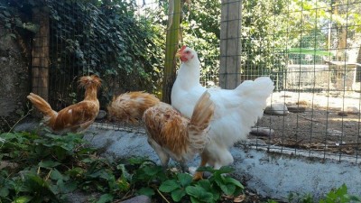 13950961_645354295629665_1458477757_o.jpg (172.59 KiB) Osservato 860 volte 13950961_645354295629665_1458477757_o.jpg