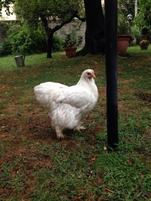 IMG_7530.JPG (162.96 KiB) Osservato 927 volte IMG_7530.JPG