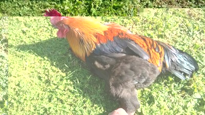 WP_20161016_003.jpg (187.28 KiB) Osservato 1014 volte WP_20161016_003.jpg