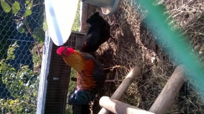 WP_20161016_001.jpg (106.12 KiB) Osservato 1014 volte WP_20161016_001.jpg