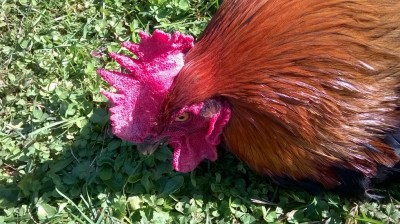 WP_20161016_005.jpg (157.29 KiB) Osservato 1014 volte WP_20161016_005.jpg