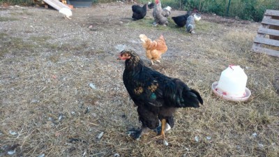 IMG_20161029_174656751.jpg (149.72 KiB) Osservato 983 volte IMG_20161029_174656751.jpg